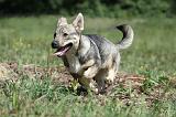 VASGOTASPETS 026